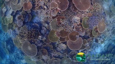 シュノーケリング［1日コース］