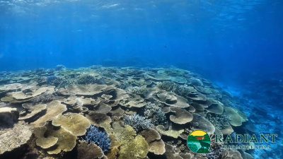 シュノーケリング［半日コース］